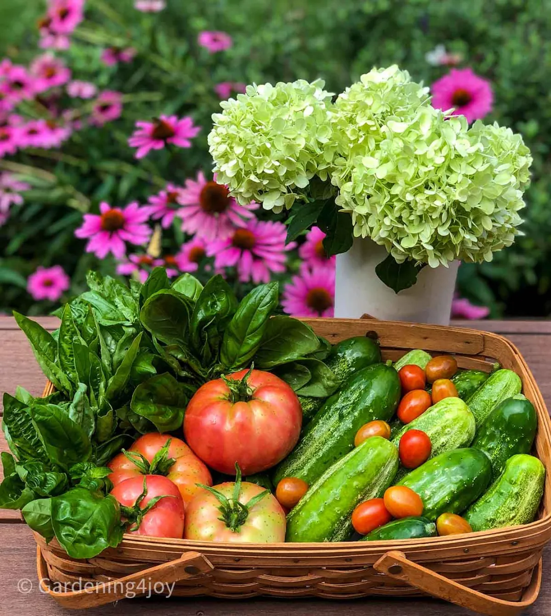 Organic vs Conventional Vegetables: Which Choice Is Better?