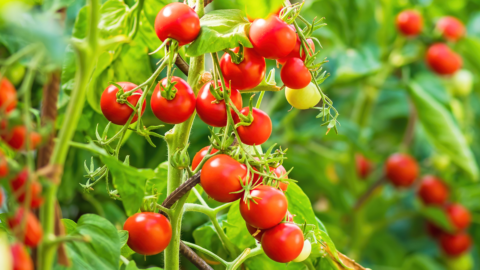 Tomatoes: Lycopene-Rich Superfood
