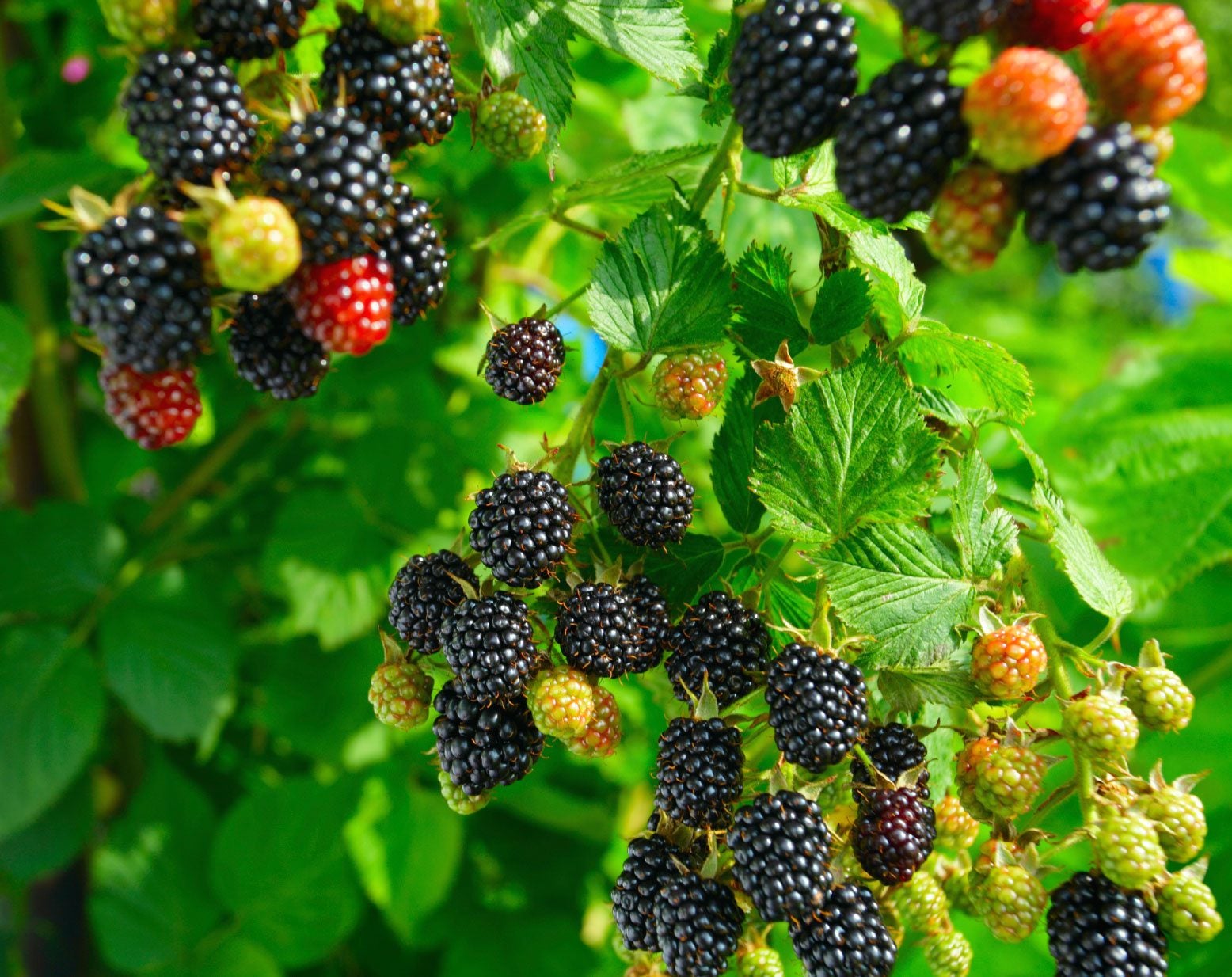 Blackberries: Antioxidant-Rich Summer Fruit