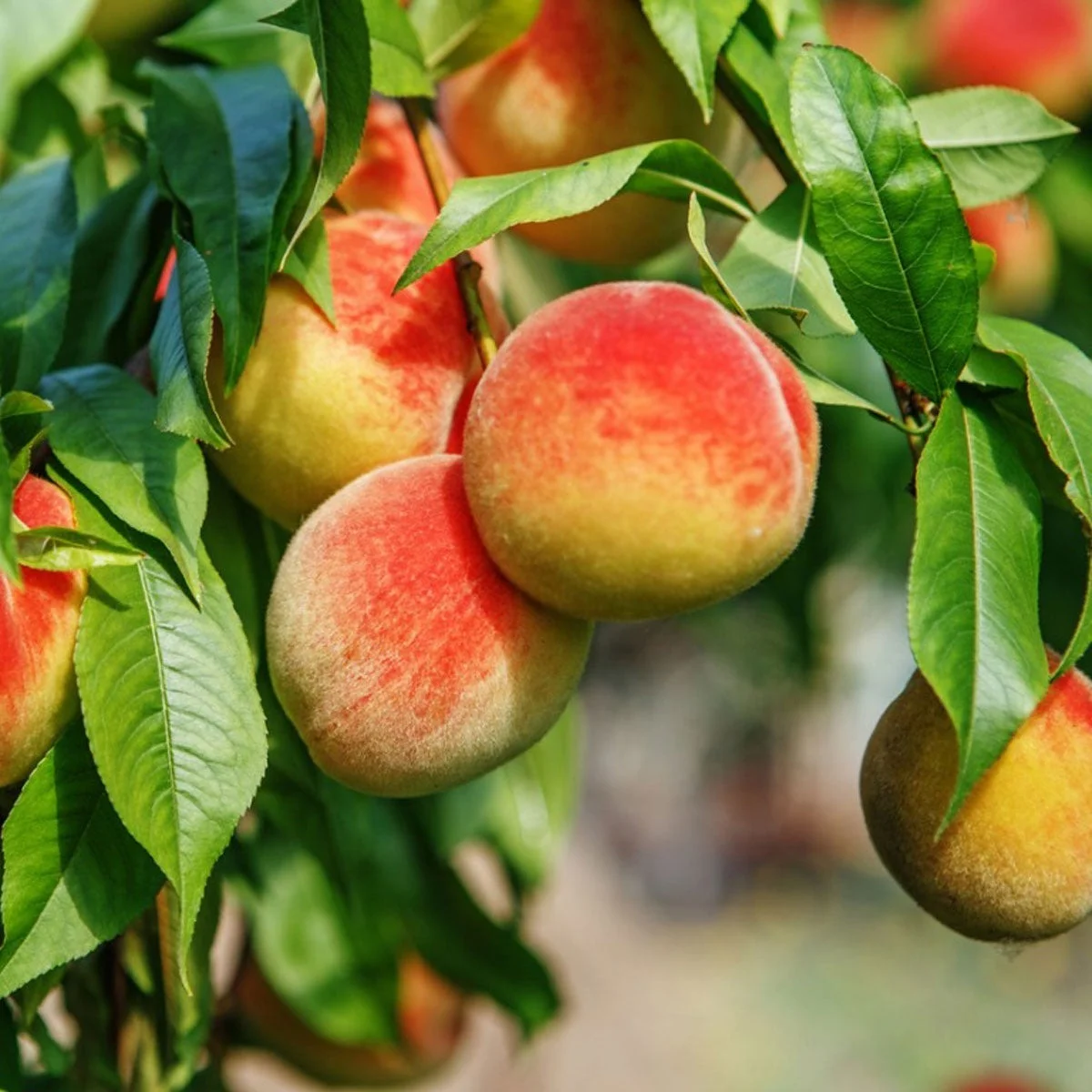 Peaches: Sweet Summer Nutrition
